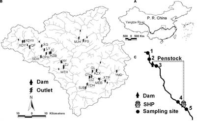 Small Run-of-River Dams Affect Taxonomic and Functional β-Diversity, Community Assembly Process of Benthic Diatoms